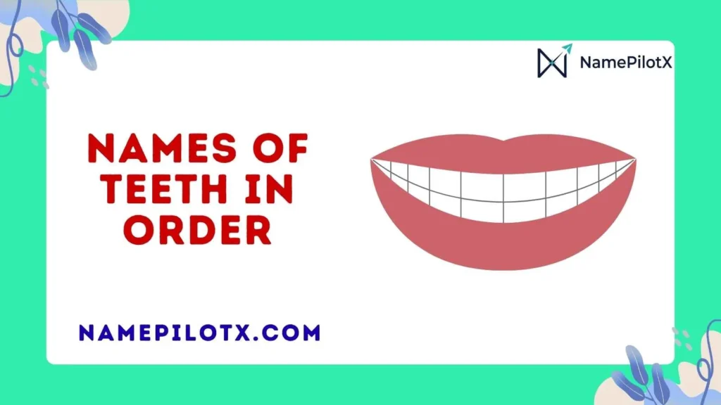 Names of Teeth in Order