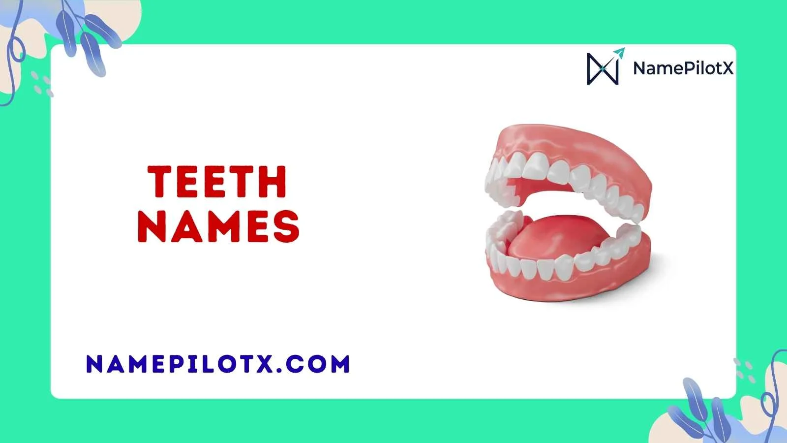 Teeth Names